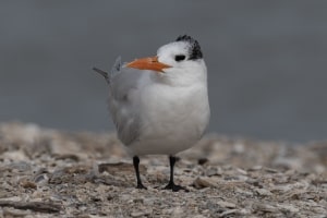 Royal Tern