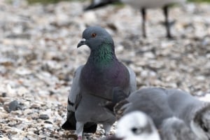 Rock Pigeon