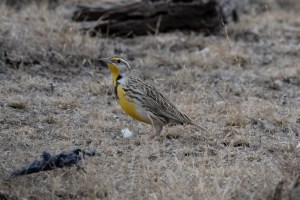 Western Meadowlark