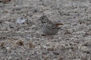 Vesper Sparrow