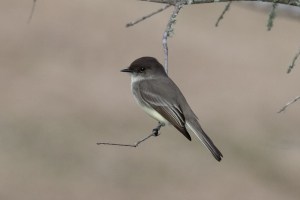 Eastern Phoebe