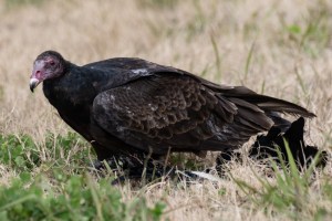 Turkey Vulture
