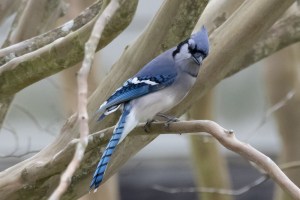 Blue Jay