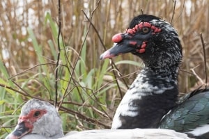 Muscovy (Feral)