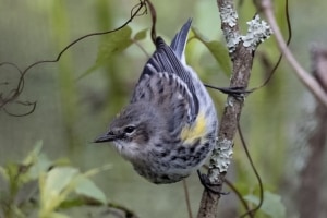 Yellow rumped Warbler - Myrtle