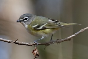 Blue headed Vireo