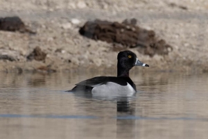 Ring necked Duck