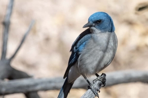 Mexican Jay
