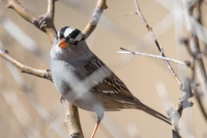 White crowned Sparrow