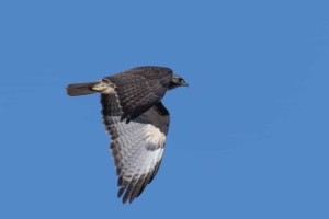 Red tailed Hawk - fuertsi