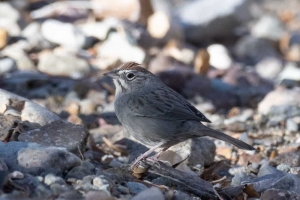 Rufous crowned Sparrow