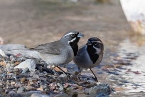 Black throated Sparrow