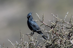 Phainopepla