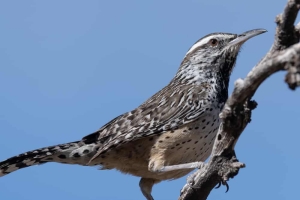 Cactus Wren