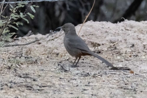 Crissal Thrasher