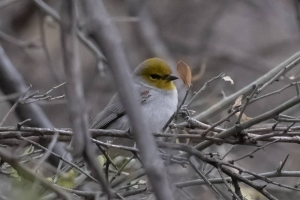 Verdin