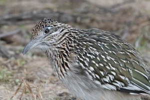 Greater Roadrunner