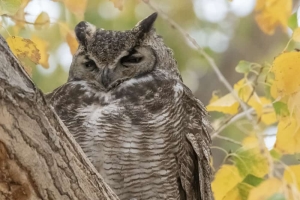 Great Horned Owl