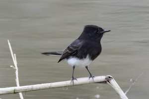 Black Phoebe