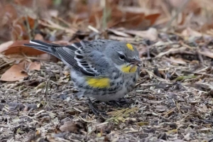 Yellow rumped Warbler - Audubons x Myrtle