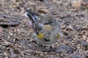 Yellow rumped Warbler - Audubons