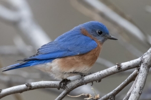Eastern Bluebird