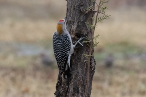 Golden fronted Woodpecker