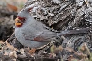 Pyrrhuloxia