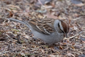 Chipping Sparrow