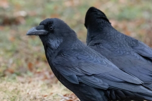 Common Raven