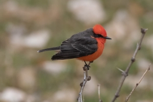 Vermillion Flycatcher