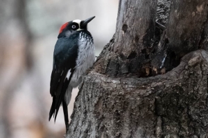 Acorn Woodpecker