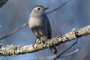 Gray Catbird