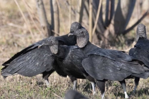 Black Vulture