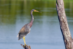 Tricolored Heron