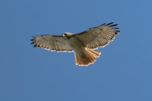Red tailed Hawk - Borealis