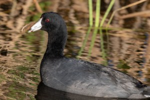 American Coot