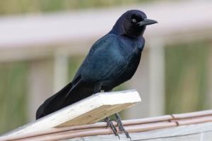 Boat tailed Grackle