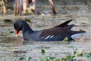 Common Gallinule