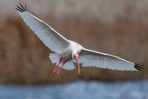 White Ibis