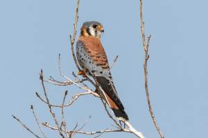 American Kestrel