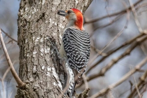 Red bellied Woodpecker