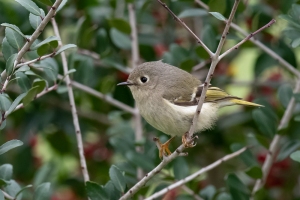 Ruby Crowned Kinglet