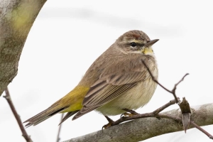 Palm Warbler