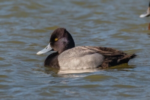 Lesser Scaup