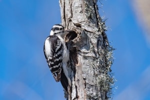Downy Woodpecker