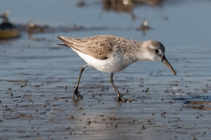 Western Sandpiper