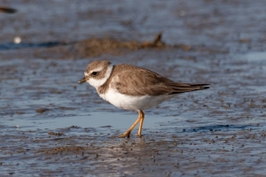 Semi palmated Plover