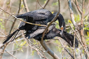 Neotropic Cormorant