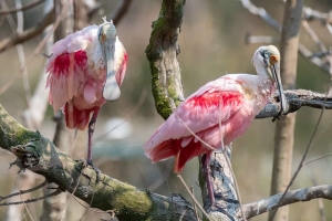 Roseate Spoonbill